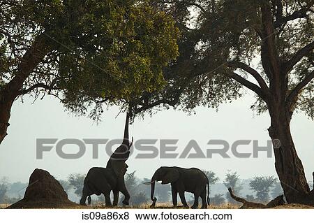 African Elephant, Loxodonta Africana, reaching into tree View Large Photo Image Stock Photo - African Elephant, Loxodonta Africana, reaching into tree. Fotosearch