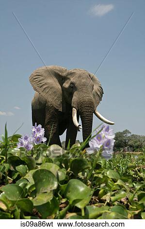 African Elephant standing by River Hyacinth, Mana Pools National Park, Zimbabwe, Africa View Large Photo Image Stock Photograph - African Elephant standing by River Hyacinth, Mana Pools National Park, Zimbabwe, Africa. Fotosearch