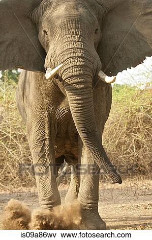 Aggressive African Elephant kicking dust, Mana Pools National Park, Zimbabwe, Africa View Large Photo Image Stock Photo - Aggressive African Elephant kicking dust, Mana Pools National Park, Zimbabwe, Africa. Fotosearch