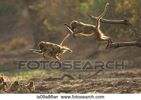 Baboons leaping from branch, Mana Pools National Park, Zimbabwe, Africa View Large Photo Image Stock Photography - Baboons leaping from branch, Mana Pools National Park, Zimbabwe, Africa. Fotosearch