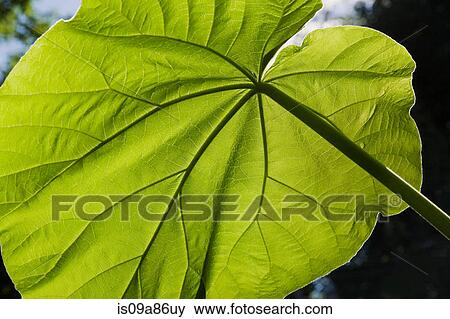 Backlit close up of large green leaf View Large Photo Image Stock Photo - Backlit close up of large green leaf. Fotosearch