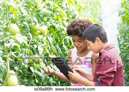 Boy and girl using digital tablet inspecting tomato plants View Large Photo Image Stock Image - Boy and girl using digital tablet inspecting tomato plants. Fotosearch