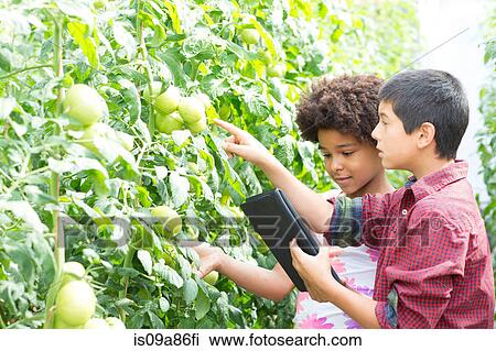 Boy and girl using digital tablet inspecting tomato plants View Large Photo Image Stock Image - Boy and girl using digital tablet inspecting tomato plants. Fotosearch