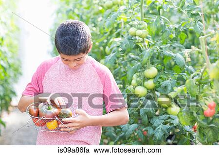 Stock Image - Boy picking fresh tomatoes. Fotosearch
