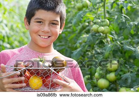 Stock Image - Boy picking fresh tomatoes. Fotosearch