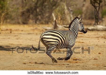 Burchell's Zebra, Equus burchelli, running View Large Photo Image Stock Image - Burchell's Zebra, Equus burchelli, running. Fotosearch