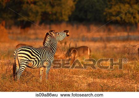 Stock Photograph - Burchell's Zebra laughing, Mana Pools National Park, Zimbabwe, Africa. Fotosearch