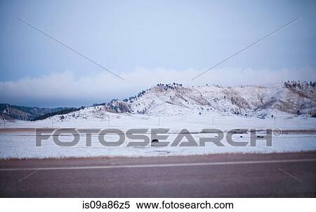 Cattle in snow covered field, South Dakota, USA View Large Photo Image Stock Photography - Cattle in snow covered field, South Dakota, USA. Fotosearch