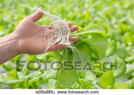 Child holding plants with roots View Large Photo Image Stock Photograph - Child holding plants with roots. Fotosearch