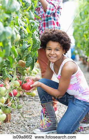Stock Image - Children picking fresh tomatoes. Fotosearch