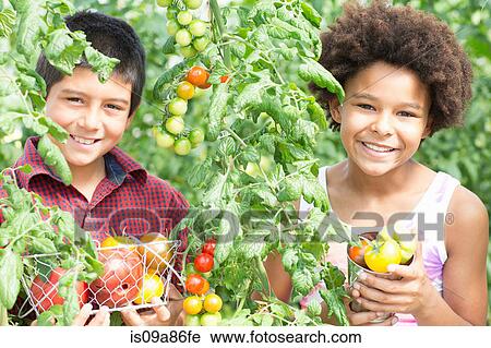 Stock Image - Children picking fresh tomatoes. Fotosearch