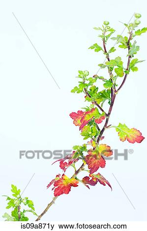 Chrysanthemum stem with leafs and buds View Large Photo Image Stock Photo - Chrysanthemum stem with leafs and buds. Fotosearch