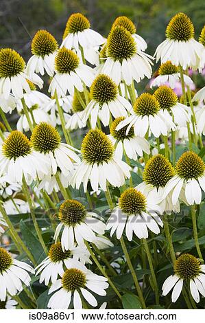 Stock Image - Close-up of white coneflowers. Fotosearch