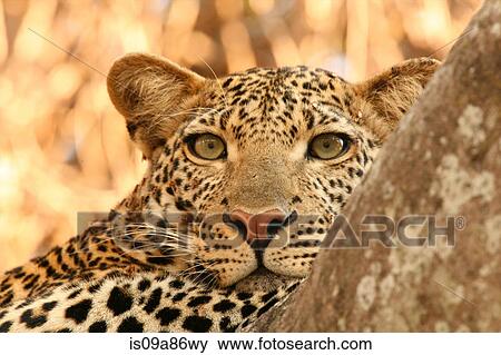 Stock Photo - Close up portrait of leopard, Selous National Park, Tanzania, Africa. Fotosearch