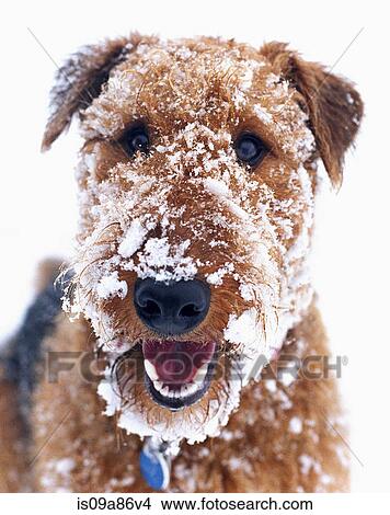 Domestic dog covered in snow View Large Photo Image Picture - Domestic dog covered in snow. Fotosearch