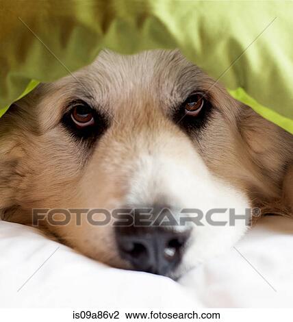 Stock Image - Domestic dog hiding under duvet. Fotosearch