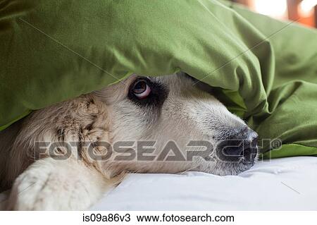 Stock Image - Domestic dog hiding under duvet. Fotosearch