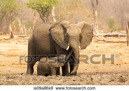 Stock Photo - Elephant, Loxodonta africana, and calf. Fotosearch