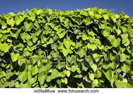 Stock Photo - Evergreen climbing vine against blue sky. Fotosearch