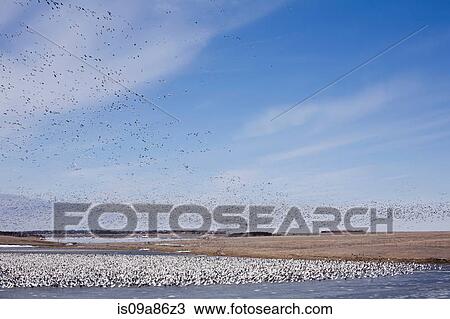 Flock of birds in South Dakota, USA View Large Photo Image Stock Image - Flock of birds in South Dakota, USA. Fotosearch
