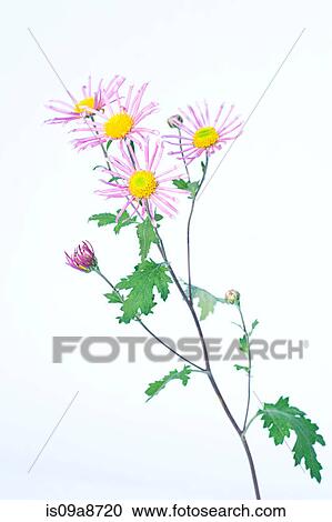 Flower stem of sparse flowers with purple petals View Large Photo Image Stock Image - Flower stem of sparse flowers with purple petals. Fotosearch