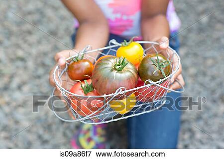 Stock Photo - Girl holding basket of ripe tomatoes, cropped image. Fotosearch