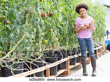 Picture - Girl picking fresh tomatoes. Fotosearch