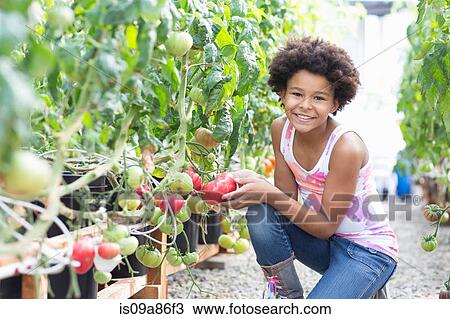 Stock Image - Girl picking fresh tomatoes. Fotosearch