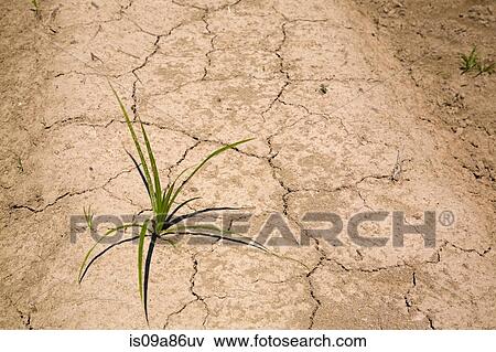 Stock Photo - Grass sprouting from dried earth. Fotosearch