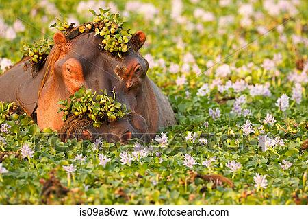 Stock Photo - Hippo covered in plants in waterhole, Mana Pools National Park Zimbabwe, Africa. Fotosearch