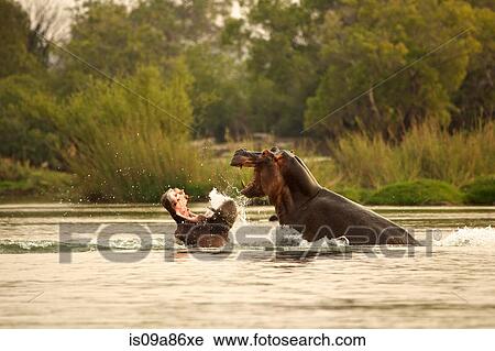 Hippos fighting in the Zambezi River View Large Photo Image Stock Image - Hippos fighting in the Zambezi River. Fotosearch