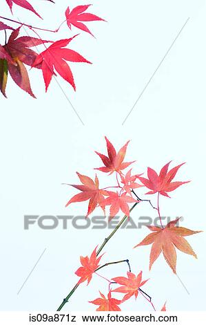Japanese maple leafs in shades of pink View Large Photo Image Stock Photo - Japanese maple leafs in shades of pink. Fotosearch