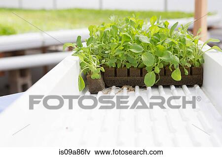 Stock Photo - Lettuce leaves growing in nursery. Fotosearch