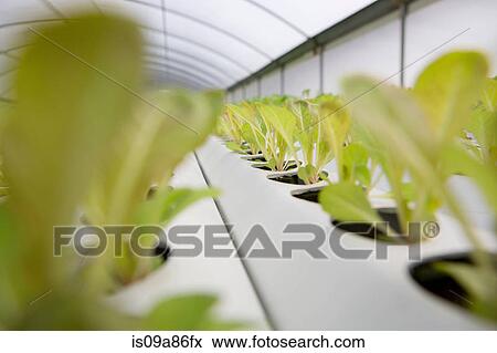 Lettuce leaves growing in nursery View Large Photo Image Stock Photo - Lettuce leaves growing in nursery. Fotosearch