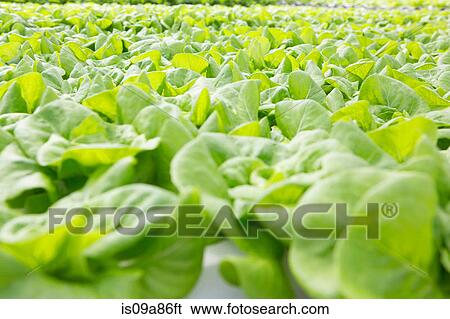 Lettuce leaves growing in nursery View Large Photo Image Stock Photograph - Lettuce leaves growing in nursery. Fotosearch