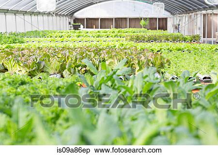 Stock Photography - Lettuce leaves growing in nursery. Fotosearch