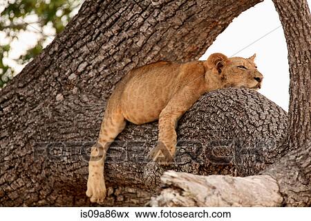 Lion cub sleeping in tree, Selous National Park, Tanzania, Africa View Large Photo Image Stock Photo - Lion cub sleeping in tree, Selous National Park, Tanzania, Africa. Fotosearch