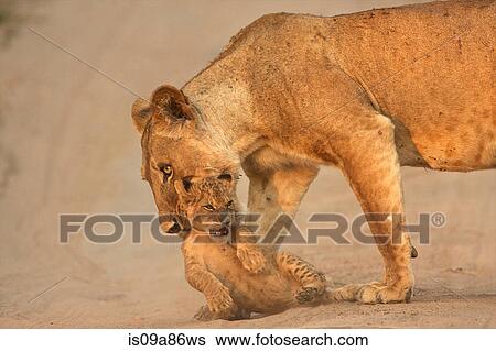 Lioness carrying cub, Mana Pools National Park, Zimbabwe, Africa View Large Photo Image Stock Photograph - Lioness carrying cub, Mana Pools National Park, Zimbabwe, Africa. Fotosearch