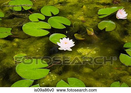 Stock Image - Lotus water lilies and lily pads on surface of pond. Fotosearch