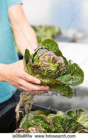 Stock Photo - Man holding fresh lettuce. Fotosearch