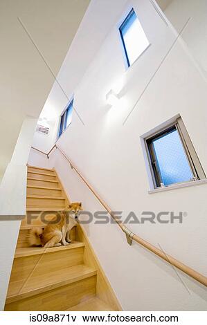 Stock Photo - Portrait of dog on wooden staircase. Fotosearch