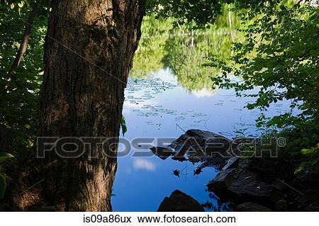 Reflection on calm lake viewed through foliage View Large Photo Image Stock Photo - Reflection on calm lake viewed through foliage. Fotosearch