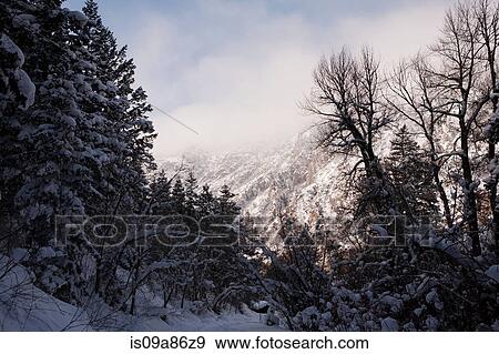 Stock Photo - Snow covered trees in forest, Wasatch Mountains, Utah, USA. Fotosearch
