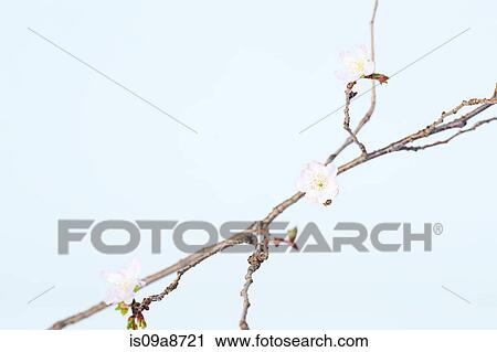 Soft pink rosehip blossoms on branch View Large Photo Image Stock Image - Soft pink rosehip blossoms on branch. Fotosearch