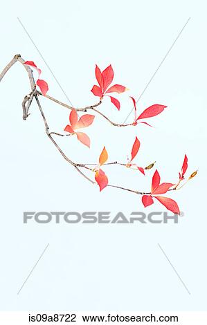 Sparse branch with pink and red leafs View Large Photo Image Stock Image - Sparse branch with pink and red leafs. Fotosearch