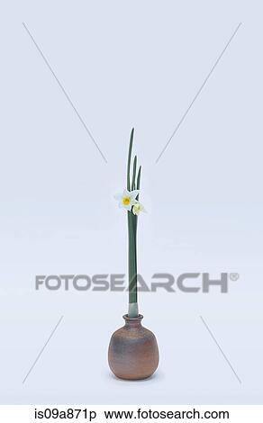 Stylised daffodils in vase View Large Photo Image Stock Photography - Stylised daffodils in vase. Fotosearch
