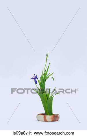 Stylised iris bloom and leafs in bowl View Large Photo Image Stock Photograph - Stylised iris bloom and leafs in bowl. Fotosearch
