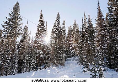 Sunlight through snow covered trees in forest View Large Photo Image Stock Image - Sunlight through snow covered trees in forest. Fotosearch
