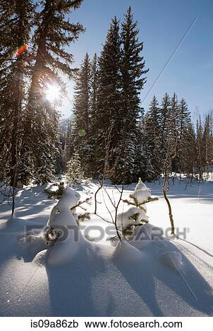 Sunlight through snow covered trees on snowmen in forest View Large Photo Image Stock Image - Sunlight through snow covered trees on snowmen in forest. Fotosearch