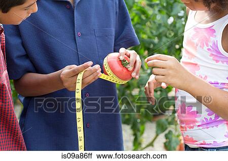 Stock Image - Three children measuring tomato. Fotosearch
